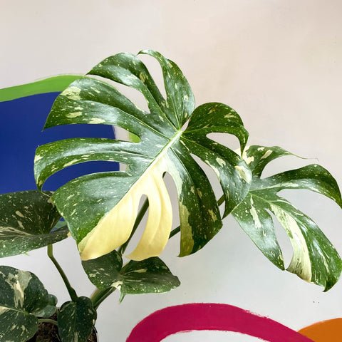 Monstera deliciosa 'Thai Constellation' - British Grown - Sprouts of Bristol