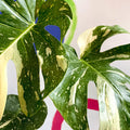 Monstera deliciosa 'Thai Constellation' - British Grown - Sprouts of Bristol