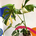 Monstera deliciosa 'Thai Constellation' - British Grown - Sprouts of Bristol