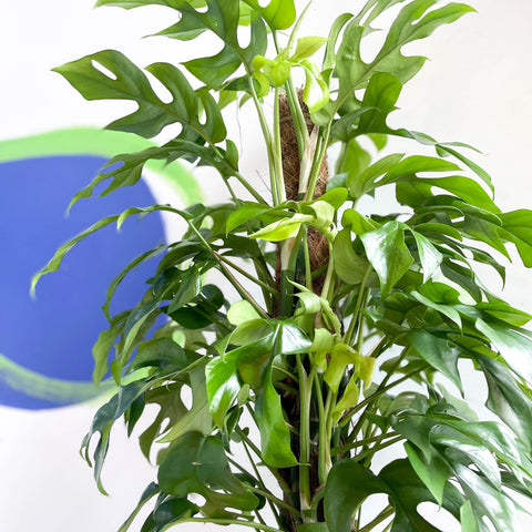 Monstera Minima - Rhaphidophora tetrasperma - Sprouts of Bristol