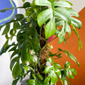 Monstera Minima - Rhaphidophora tetrasperma - Sprouts of Bristol