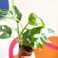Monstera Minima - Rhaphidophora tetrasperma - Sprouts of Bristol