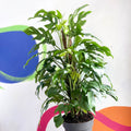 Monstera Minima - Rhaphidophora tetrasperma - Sprouts of Bristol