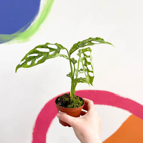 Monstera obliqua 'Peru' - Sprouts of Bristol