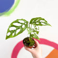 Monstera obliqua 'Peru' - Sprouts of Bristol