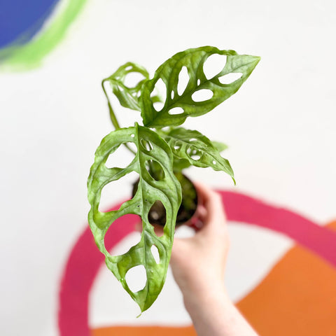 Monstera obliqua 'Peru' - Sprouts of Bristol