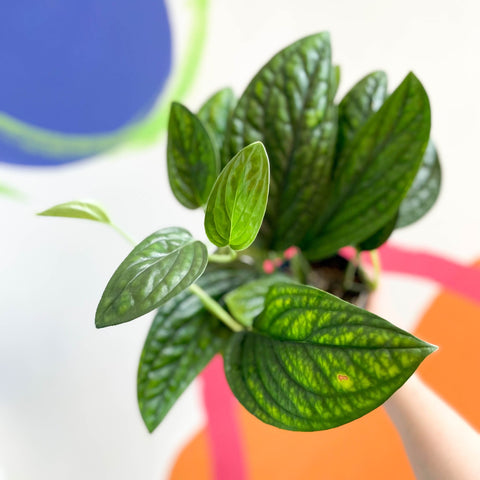 Monstera Peru - Epipremnum pinnatum 'Marble Planet' - Sprouts of Bristol