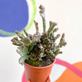 Monvillea spegazzinii cristata / Euphorbia mayurnathanii - Sprouts of Bristol