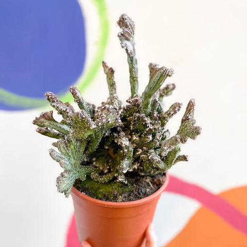 Monvillea spegazzinii cristata / Euphorbia mayurnathanii - Sprouts of Bristol