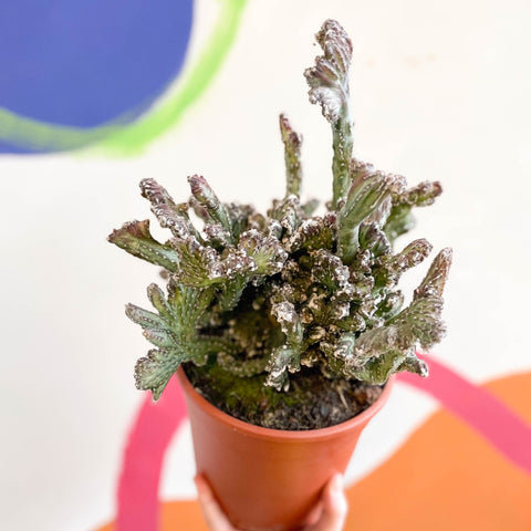 Monvillea spegazzinii cristata / Euphorbia mayurnathanii - Sprouts of Bristol
