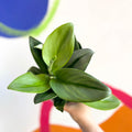 Moonlight Pothos - Scindapsus treubii ‘Moonlight’ - Sprouts of Bristol