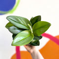 Moonlight Pothos - Scindapsus treubii ‘Moonlight’ - Sprouts of Bristol