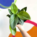 Moonlight Pothos - Scindapsus treubii ‘Moonlight’ - Sprouts of Bristol