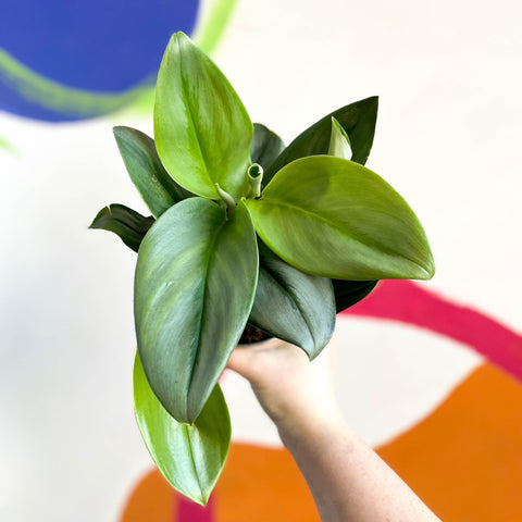 Moonlight Pothos - Scindapsus treubii ‘Moonlight’ - Sprouts of Bristol
