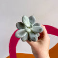 Moonstone - Pachyphytum oviferum - Sprouts of Bristol