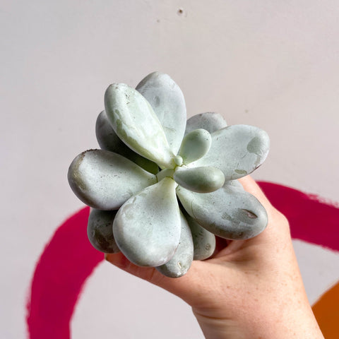 Moonstone - Pachyphytum oviferum - Sprouts of Bristol