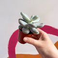 Moonstone - Pachyphytum oviferum - Sprouts of Bristol