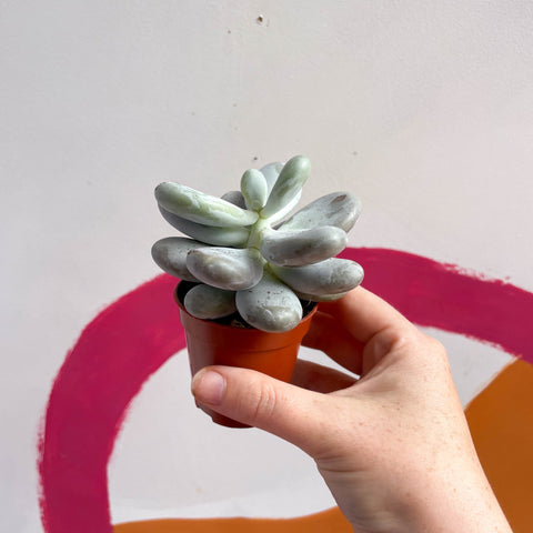 Moonstone - Pachyphytum oviferum - Sprouts of Bristol