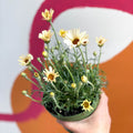 Moroccan Daisy - Rhodanthemum hosmariense 'Zagora Yellow' - Sprouts of Bristol