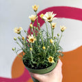 Moroccan Daisy - Rhodanthemum hosmariense 'Zagora Yellow' - Sprouts of Bristol