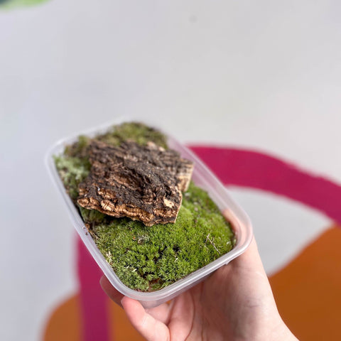 Moss and Decoration Terrarium Bundle - Sprouts of Bristol