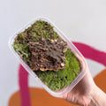 Moss and Decoration Terrarium Bundle - Sprouts of Bristol