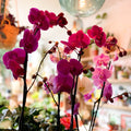 Moth Orchid - Phalaenopsis - Sprouts of Bristol