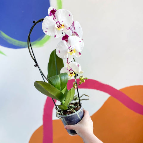 Moth Orchid - Phalaenopsis 'Calypso Cascade' - Sprouts of Bristol