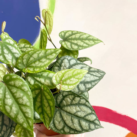 Mountain Long Pepper Plant - Piper sylvaticum - Sprouts of Bristol