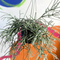 Mouse Tail Cactus - Rhipsalis pilocarpa - Sprouts of Bristol