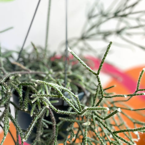 Mouse Tail Cactus - Rhipsalis pilocarpa - Sprouts of Bristol