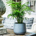 Nantes Planter - Sprouts of Bristol
