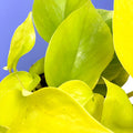Neon Golden Pothos - Epipremnum aureum 'Neon' - Sprouts of Bristol