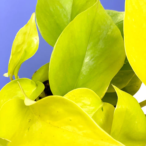 Neon Golden Pothos - Epipremnum aureum 'Neon' - Sprouts of Bristol