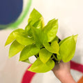 Neon Golden Pothos - Epipremnum aureum 'Neon' - Sprouts of Bristol