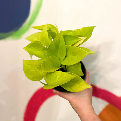Neon Golden Pothos - Epipremnum aureum 'Neon' - Sprouts of Bristol