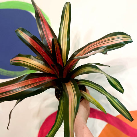 Neoregelia 'Milagro' - Sprouts of Bristol