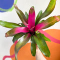 - Neoregelia rosea - Sprouts of Bristol