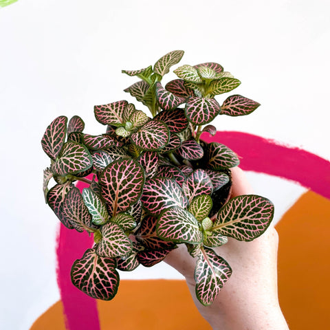 Nerve Plant - Fittonia argyroneura - Sprouts of Bristol