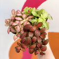 Nerve Plant - Fittonia argyroneura - Sprouts of Bristol