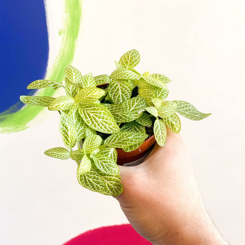 Nerve Plant - Fittonia argyroneura - Sprouts of Bristol