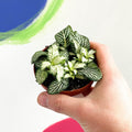 Nerve Plant - Fittonia argyroneura - Sprouts of Bristol