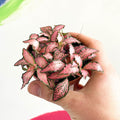 Nerve Plant - Fittonia argyroneura - Sprouts of Bristol