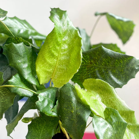 Network Calathea - Calathea musaica - Sprouts of Bristol