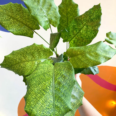 Network Calathea - Calathea musaica - Sprouts of Bristol