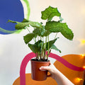 Network Calathea - Calathea musaica - Sprouts of Bristol