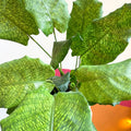 Network Calathea - Calathea musaica - Sprouts of Bristol
