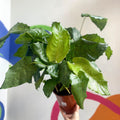 Network Calathea - Calathea musaica - Sprouts of Bristol