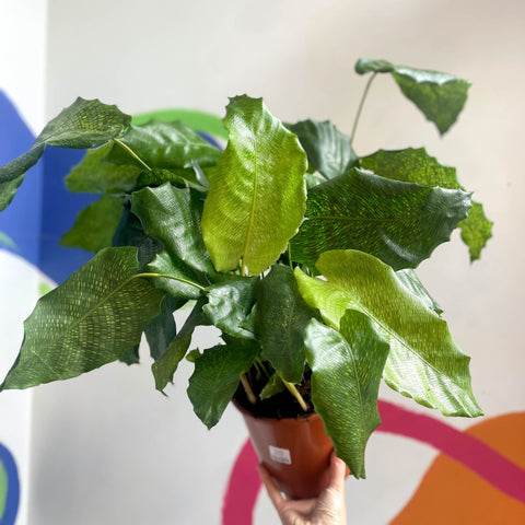 Network Calathea - Calathea musaica - Sprouts of Bristol