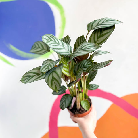 Never Never Plant - Ctenanthe setosa 'Green Flag' - Sprouts of Bristol